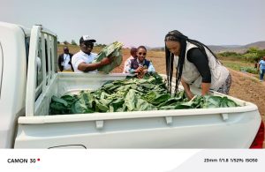 Cuanza Norte Ago25 Ignição JovQ JovF